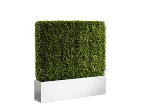 Boxwood Hedge, White, 4'